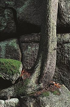 树,石头,苔藓,普法尔茨,德国,欧洲