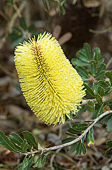 拔克西木属,鲜明,黄色,花序,农场,西澳大利亚州,澳大利亚