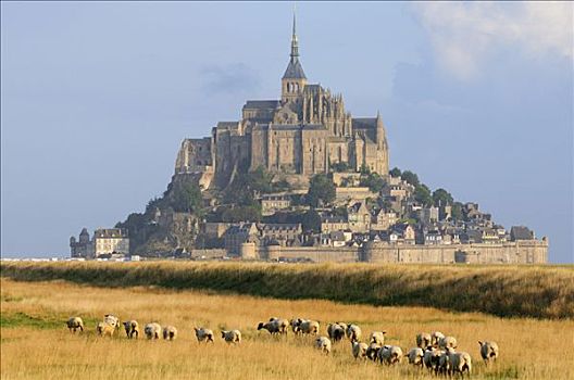绵羊,地点,靠近,诺曼底,法国