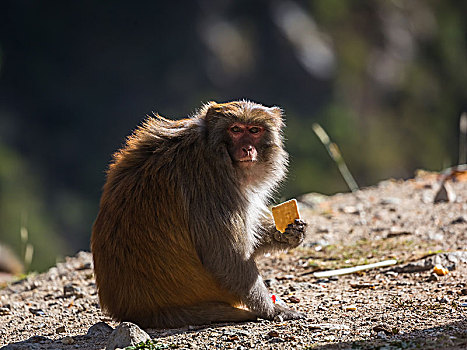 西藏山南猕猴