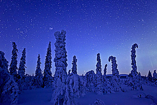 瑞典,北方,树,冬季风景,星空