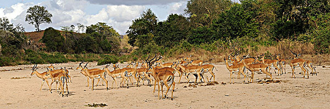 坦桑尼亚,禁猎区,羚羊