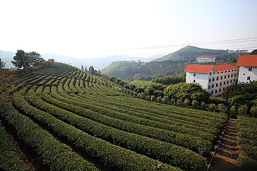 广东梅县雁南飞茶场