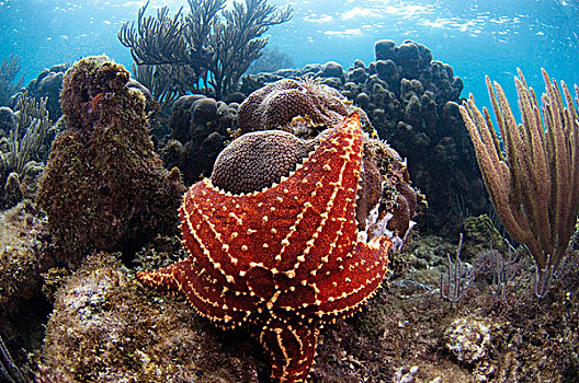 面包海星,珊瑚,伯利兹暗礁,伯利兹