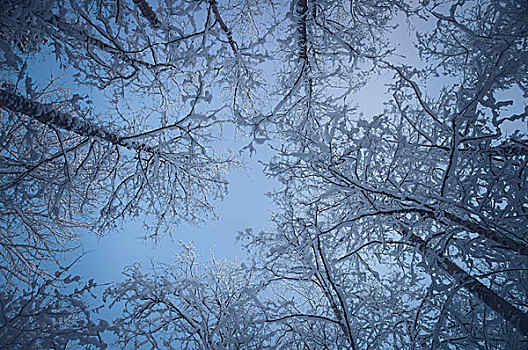 雪,树梢,蓝天,仰视,风景