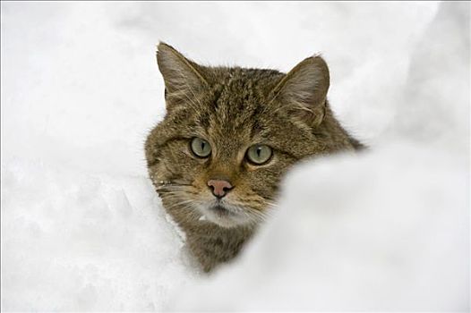 野猫科动物,斑貓,雪中,半身像,户外,围挡,巴伐利亚森林国家公园,巴伐利亚,德国,欧洲