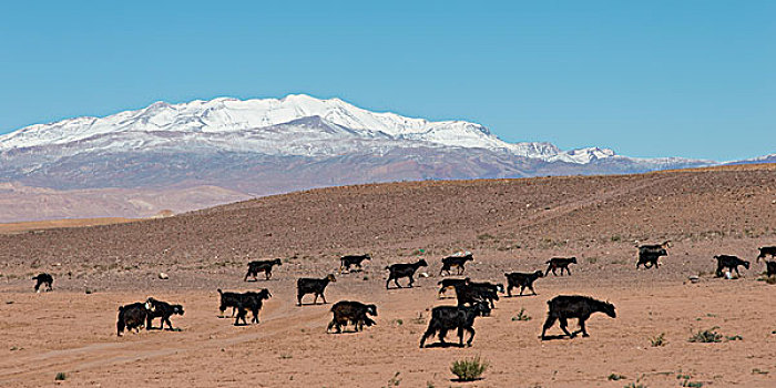 成群,山羊,放牧,地点,阿特拉斯山脉,摩洛哥