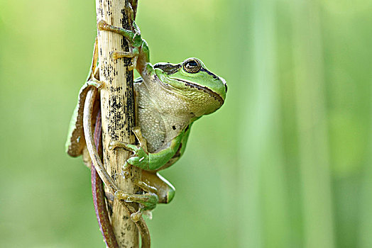 欧洲树蛙,无斑雨蛙,坐,芦苇,茎,生物保护区,萨克森,德国,欧洲