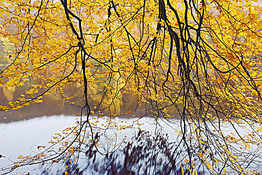 山毛榉,枝条,秋天,瑞典