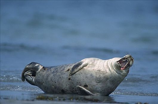 常见海豹,赫尔戈兰岛,德国
