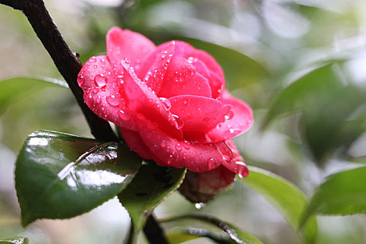 广西全州,早春细雨茶花艳