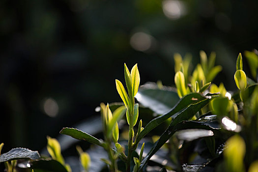 杭州西湖龙井春茶芽逆光