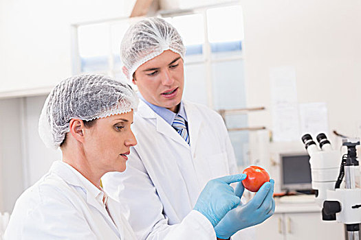 科学家,检查,西红柿