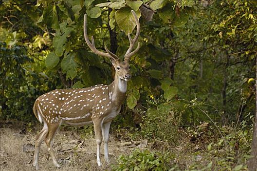 轴,鹿,雄性,鹿角,国家公园,古吉拉特,印度