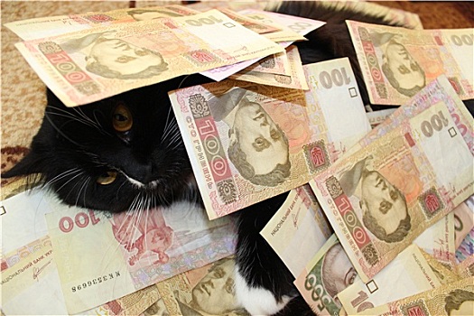 猫,遮盖,乌克兰人,钱