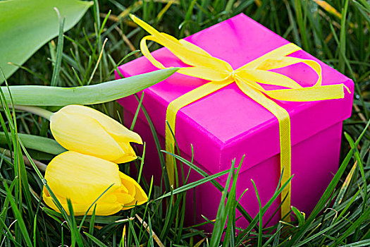 粉色,礼盒,草