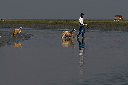 一个,男人,运河,绵羊,木豆,红点鲑,孟加拉,一月,2008年