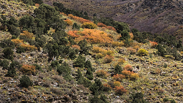 三江源自然保护区,尕朵觉沃神山,乡村旅游,长江源腹地