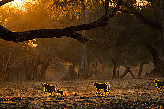 群,成年,幼小,狒狒,黄狒狒,逆光,日落,国家公园,津巴布韦