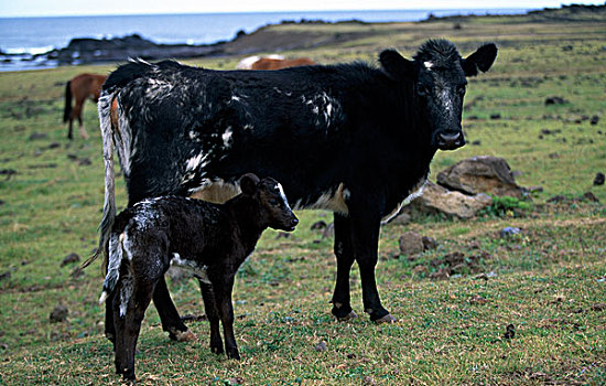 母牛,幼兽,草场