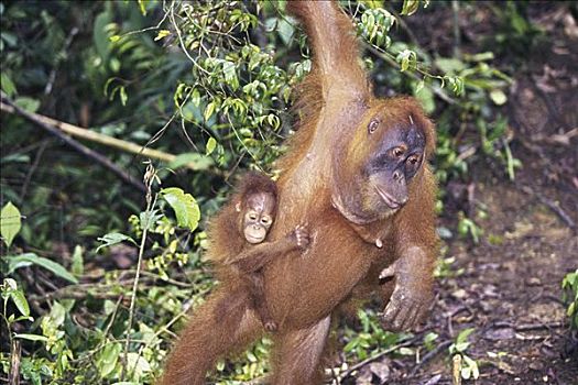 猩猩,苏门答腊岛,印度尼西亚