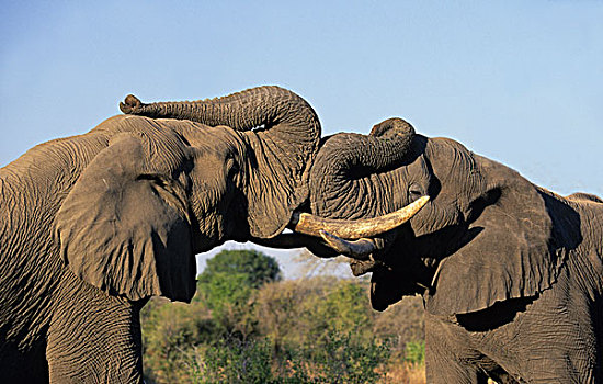 非洲象,问候,萨比萨比,南非,非洲