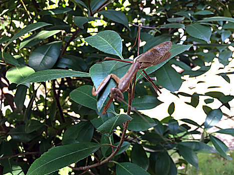 阳光绿叶丛中的一只螳螂