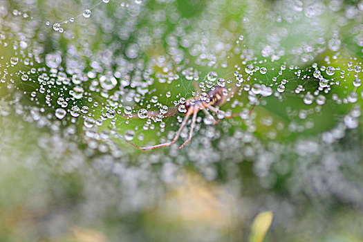 水,蜘蛛网