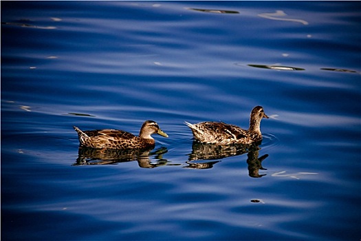 两只,鸭子,漂浮,蓝色背景,水面