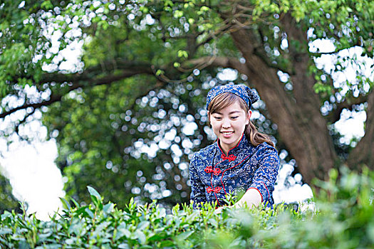 美女,亚洲人,女孩,工作,绿茶种植园