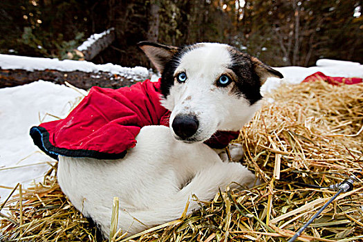 蓝眼睛,雪橇狗,狗,外套,休息,稻草,卷曲,向上,阿拉斯加,哈士奇犬,育空地区,加拿大