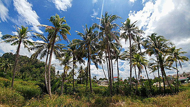 缅甸,那布利海滩,棕榈树