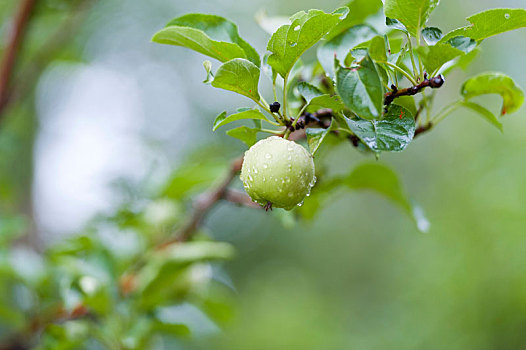 苹果树