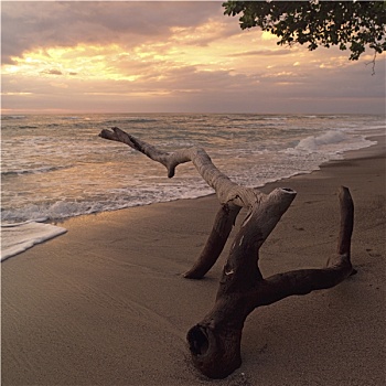 浮木,海滩,哥斯达黎加