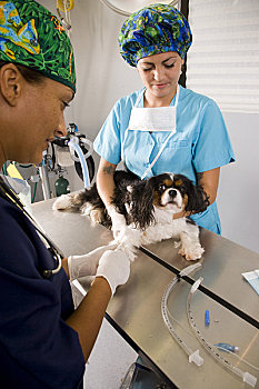 兽医,协助,手术室,给,狗,注射