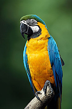 金刚鹦鹉,黄蓝金刚鹦鹉,成年,南美