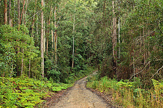 林道,靠近,新南威尔士,澳大利亚