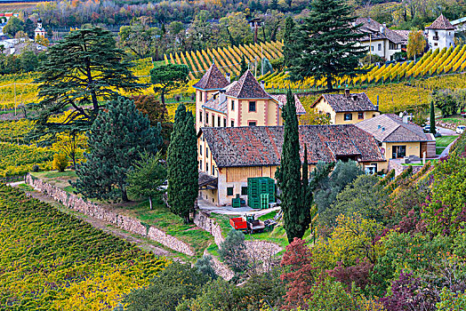 风景,葡萄酒厂,山谷,维诺斯塔,南蒂罗尔,意大利