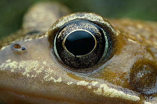 蛙,中国林蛙,眼
