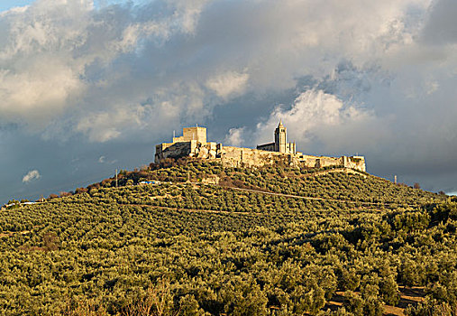 城堡,围绕,橄榄,小树林,哈恩省,安达卢西亚,西班牙,欧洲