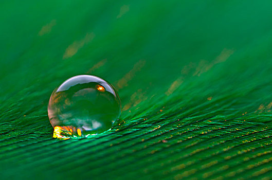 水滴,绿色,羽毛