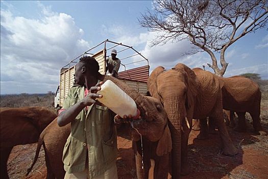 非洲象,看护,喂食,奶瓶,东察沃国家公园,肯尼亚