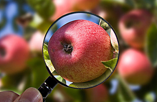 苹果,检查,放大镜