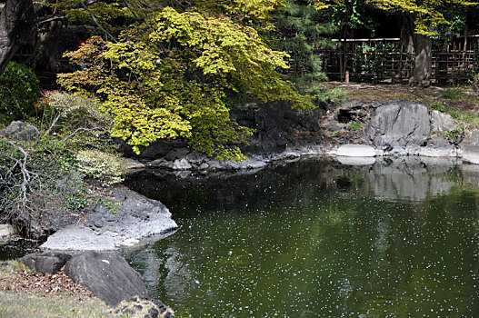 日本东京国立博物馆日本樱花