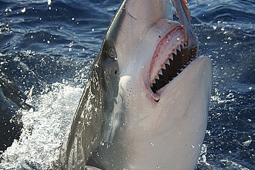 鲨鱼,展示,牙齿