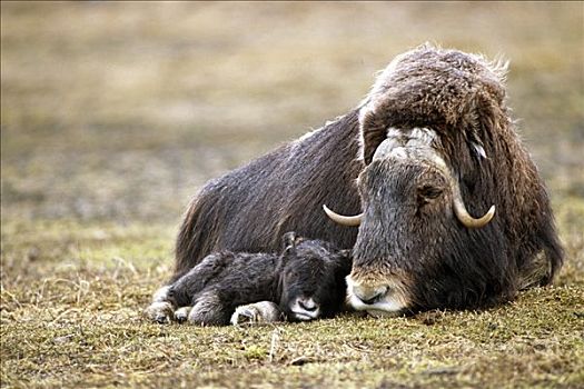 成年,麝牛,幼兽,卧,阿拉斯加野生动物保护中心,靠近,波蒂奇,阿拉斯加