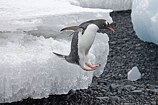 巴布亚企鹅,企鹅,成年,跳跃,冰山,下雪,南极