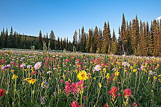 野花,战利品,草地,省立公园,加拿大