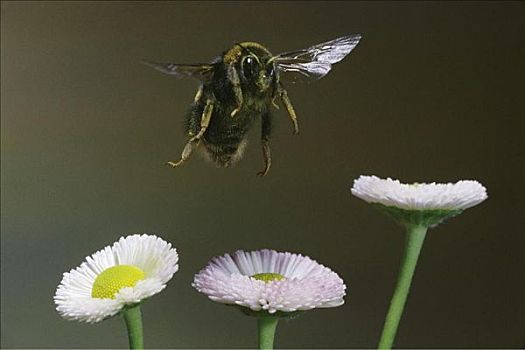 蜜蜂,大黄蜂,降落,飞,靠近,花,雏菊,花蜜,蜂蜜,昆虫,动物