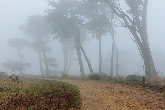 密集,雾,柏树,道路,前景,国家海岸,自然保护区,加利福尼亚